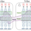 Understanding Tribes, Guilds, Pods/Squads in Agile
