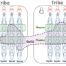 Understanding Tribes, Guilds, Pods/Squads in Agile